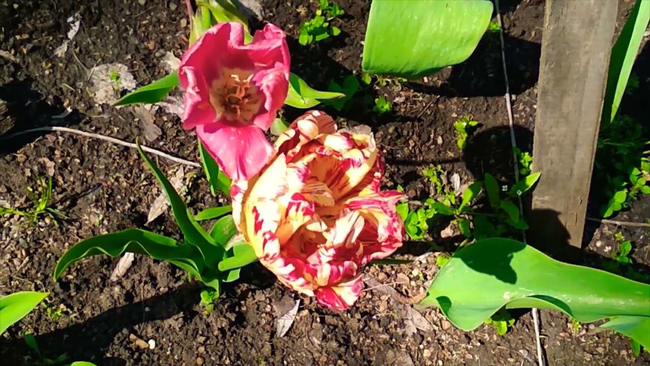 tulips biytifal тюльпаны