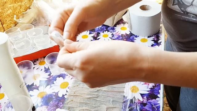 Проращивание  семян в САМОКРУТКЕ
