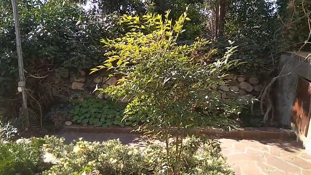 Нандина домашняя (Nandina domestica