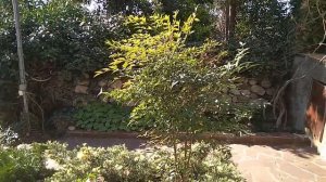 Нандина домашняя (Nandina domestica