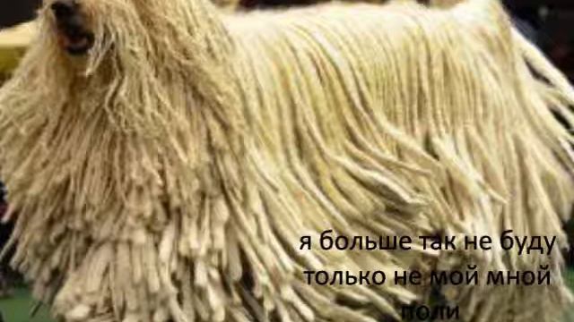 приколи