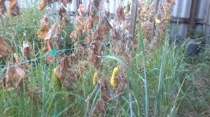 Кураж пропал: фузариозное увядание огурцов.