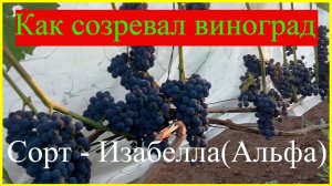 Поэтапное развитие винограда 2022 - Изабелла или Альфа