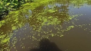 Естественный пруд на участке