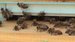 Профессор Кашковский про определение породности пчёл