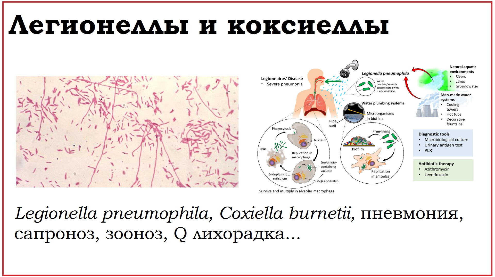 29. Клинически значимые бактерии родов Legionella и Coxiella