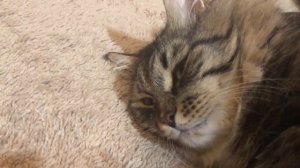 Кот на невидимом холсте - модель Сибирский кот Уссури