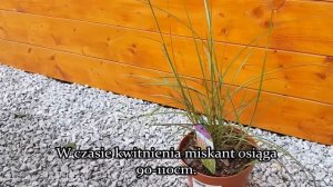 Miskant chiński Red Chief - Miscanthus sinensis Red Chief- Trawa ozdobna: Uprawa i Pielęgnacja