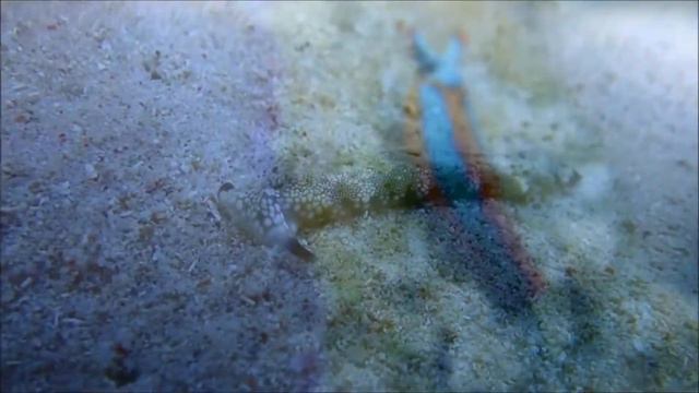 Моалбоал 2018 Голожаберники и плоские черви смотреть онлайн