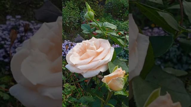 Краски осени в Приморье (Lee Tonya Я испарюсь, убегу, улечу словно птица...) смотреть онлайн