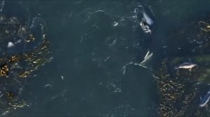 КОСАТКА — сверххищник, убивающий акул и дельфинов. Косатки против кита, морского слона и тюленя.