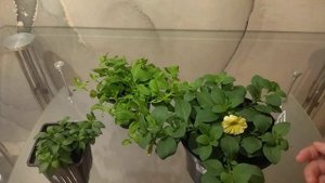 Петхоа Келлибëрст Еллоу