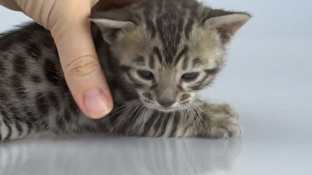 Бенгальский котенок классического окраса смотреть онлайн