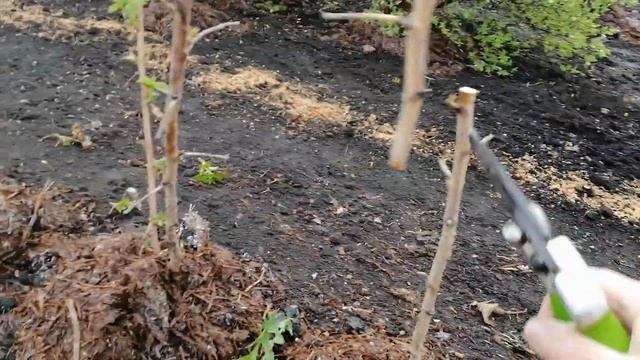 ВЕСЕННЯЯ ОБРЕЗКА МАЛИНЫ ТУТАЙМЕР (ЗЮГАНА). Особенности и отличия смотреть онлайн