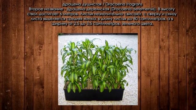Виды драцен