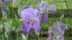 Irises in Europa.avi