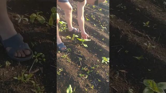 подсолнух Поле Село смотреть онлайн