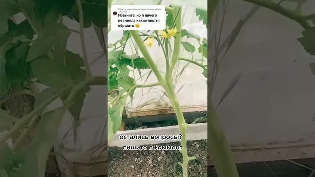 Формирование томатов НЕ ПАСЫНКУЙТЕ ТОМАТЫ ПОКА НЕ ПОСМОТРИТЕ ЭТО ВИДЕО смотреть онлайн