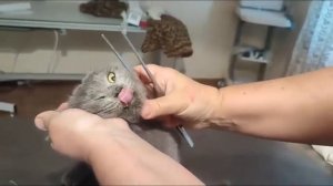 Как дать ТАБЛЕТКУ КОТУ - Делимся нашим способом