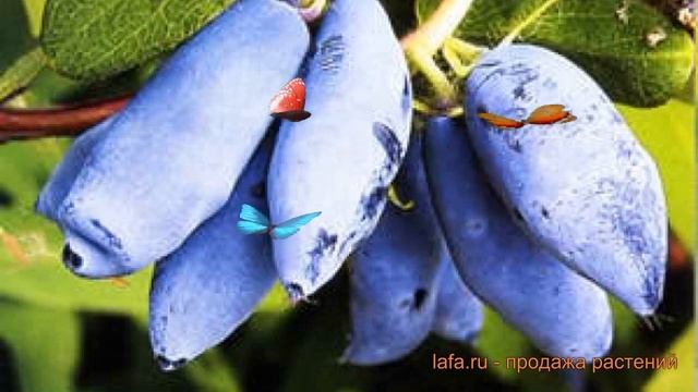 Жимолость съедобная Сластена slastena ? обзор: как сажать саженцы жимолости Сластена