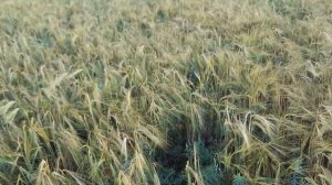 Ячмень. Сорт "Деспина" в августе на Алтае.