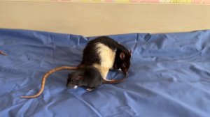 Взрослые крысы и крысята знакомятся