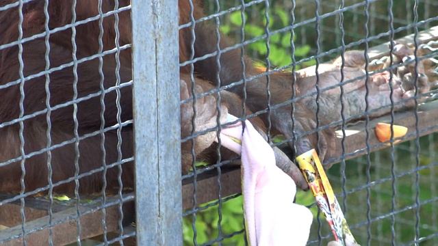 Орангутан Дана собрала зрителей и дает представление! смотреть онлайн