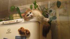 выйду ночью в кухню с котом