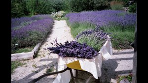 48 красивых оранжировок с Лавандой в саду