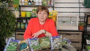 Хоста все о растении?Посадка ✅ Уход ✅ Полив