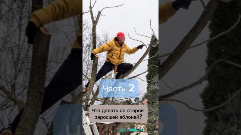 Что делать со старой заросшей яблоней? Часть 2. #бонсай #bonsai #сад #андрейдарусенков #яблоня