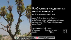 Возбудитель «ведьминых метел» миндаля (Ca. Phytoplasma phoenicium)
