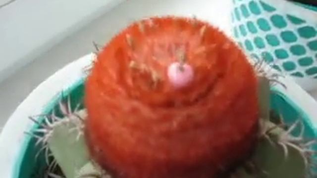 Кактусы. Мелокактус матанзанус