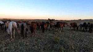 Вечерний табун Косяк Бурушки полу русский тяжеловоз