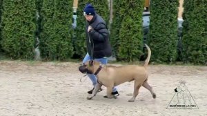 Было / Стало Преса Канарио питомника Duenos de la Vida. Канарский дог / Presa Canario