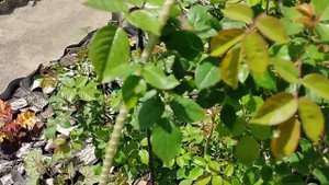 РОЗЫ НЕ ЦВЕТУТ. СРОЧНО СДЕЛАЙТЕ ЭТО.