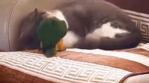 Как ты меня достала, если б ты только знала