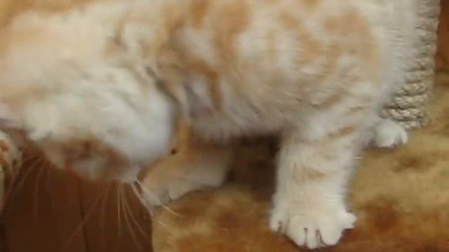 Шотландский котенок в питомнике смотреть онлайн