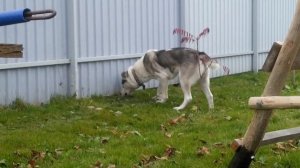 Метис (Маламут+Алабай) получился такой зверь...