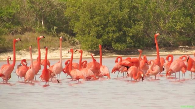 Розовый фламинго - Greater flamingo