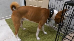 Выдержка на Отлично у Басенджи Смарта