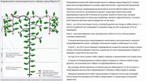 Огурцы формировка. Формирование растений партенокарпического гибрида огурца Мадита F1