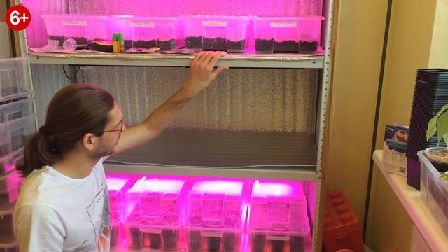 Как сделать подогрев для выращивания семян Павловнии? смотреть онлайн