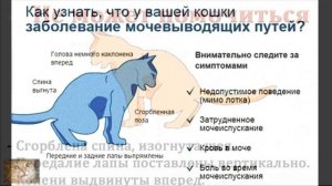 А Вы Знаете, Почему у Кошки КАМНИ? Как ПРЕДОТВРАТИТЬ развитие МОЧЕКАМЕННОЙ БОЛЕЗНИ у Кота