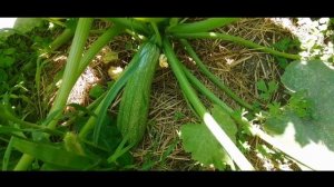 СЮРПРИЗ от КАБАЧКОВ. Желтый круглый, почти как Дыня...