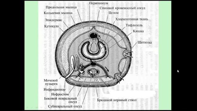 Зоология беспозвоночных. Курс лекций. Лекция 2. ч. 1
