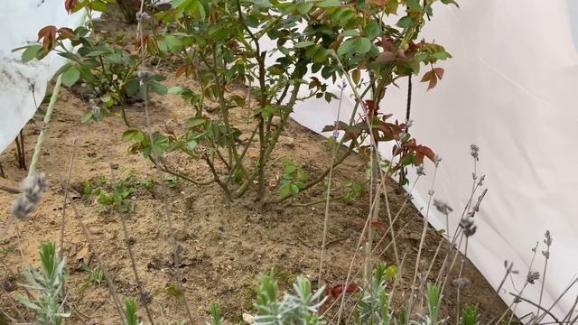 РОЗЫ🌹. ОТКРЫЛА РОЗЫ И… СЕВЕР - ЭТО НЕ ЮГ🥶🫣 смотреть онлайн