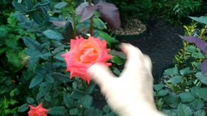 Уход за розами в сентябре #подготовкарозкзиме