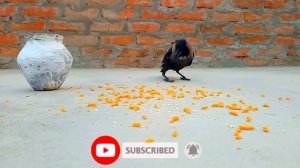 Birds Eating Food: The Most Hilarious Viral Video You'll See This Week