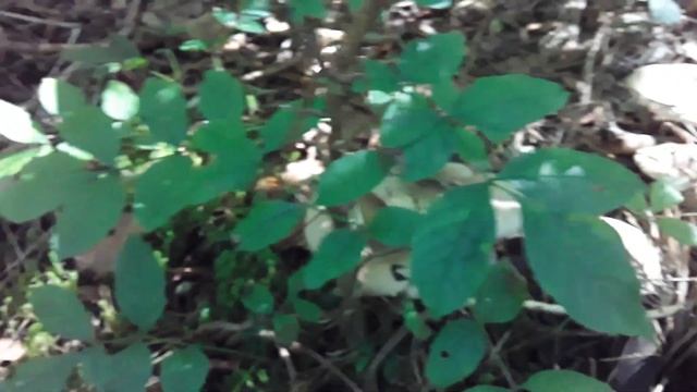 Рядовка. Говорушка Дымчатая. Макруха / Путешествие смотреть онлайн